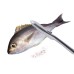 Kitchen Gadgets Stainless Steel Fish Scale Planer Scraper Kitchen Descaler Tool Fish Killer Planer To Remove Fish Scales