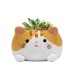 Kitty succulent plant balcony decoration flower pot