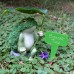 Broccoli frog ornament courtyard garden animal landscape pond rockery resin
