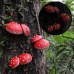 Night light simulation mushroom courtyard tree hanging resin