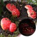 Night light simulation mushroom courtyard tree hanging resin