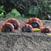 Garden outdoor resin simulation Ganoderma lucidum lawn ornament tree hanging