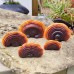 Garden outdoor resin simulation Ganoderma lucidum lawn ornament tree hanging