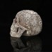 Medical model of resin skull carved human skull