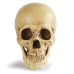 Resin Skull Bar Decorates Human Skull
