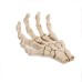 Palm bone resin home ornaments