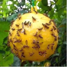 Fly Ball Traps 8cm Insects Fly Swatter Fruit Flies Trap Reusable Hanging Trap Ball Pest Repeller Killer Garden Supplies