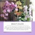 Orchid Plant Growth Agent Flower Green Plant Special Nutrient Solution For Orchid Pot Common