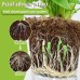 MoonSpry Plant Catalyst Stick, Plant Fruit And Vegetable Pot Flower Bud Flower Hair Root Growth Fertilizer Stick