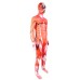 Halloween Giant Titan 5 Cosplay Costume Anime Character Role Play Stage Performance Outfit Attack on Titan