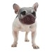 Bullmastiff Mouthguard Flat-Faced Dog Anti-Chew Anti-Bite Drinking Mouthguard